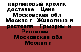 карликовый кролик   доставка › Цена ­ 500 - Московская обл., Москва г. Животные и растения » Грызуны и Рептилии   . Московская обл.,Москва г.